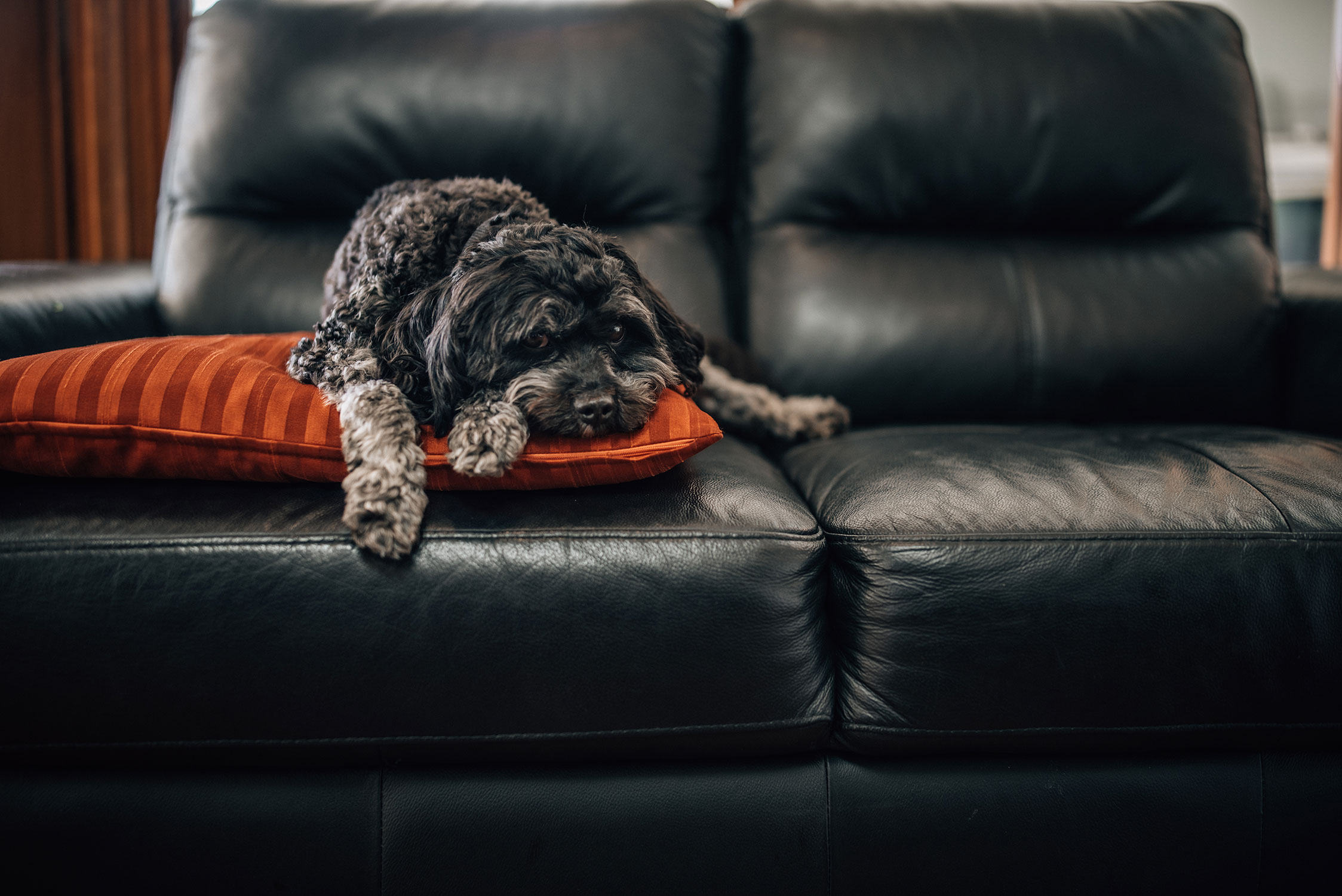 Dog on couch